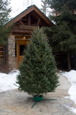 b2ap3_thumbnail_Balsam-Fir_20150929-154834_1.jpg b2ap3_thumbnail_Balsam-Fir_20150929-154834_1.jpg