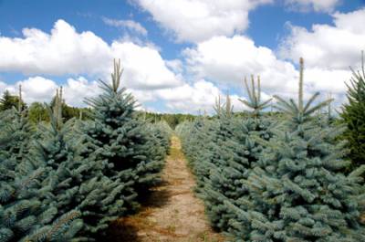 b2ap3_thumbnail_Blue-Spruce_20150929-151339_1.jpg b2ap3_thumbnail_Blue-Spruce_20150929-151339_1.jpg