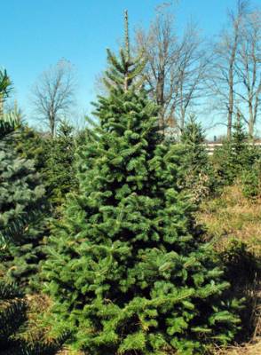 b2ap3_thumbnail_Canaan-Fir_20150929-155132_1.jpg