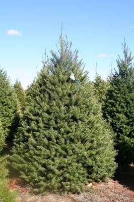 b2ap3_thumbnail_Douglas-Fir.jpg b2ap3_thumbnail_Douglas-Fir.jpg