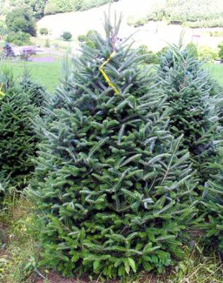 b2ap3_thumbnail_Fraser-Fir_20150929-145535_1.jpg b2ap3_thumbnail_Fraser-Fir_20150929-145535_1.jpg