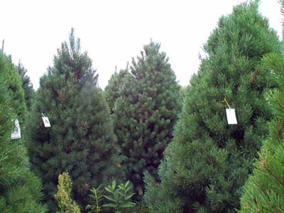b2ap3_thumbnail_Scots-Pine.jpg b2ap3_thumbnail_Scots-Pine.jpg